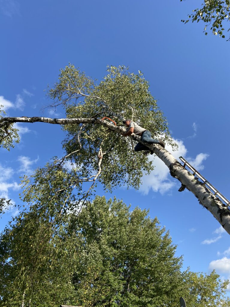 my good friend Justin Sparby cutting part of a tree down while hanging on for dear life